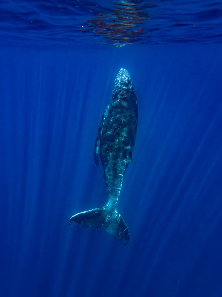 Nager avec les baleines