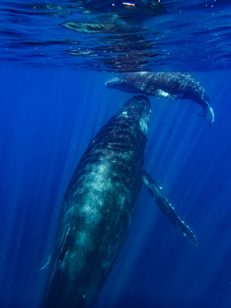 Nager avec les baleines - Réunion Formation Plongée