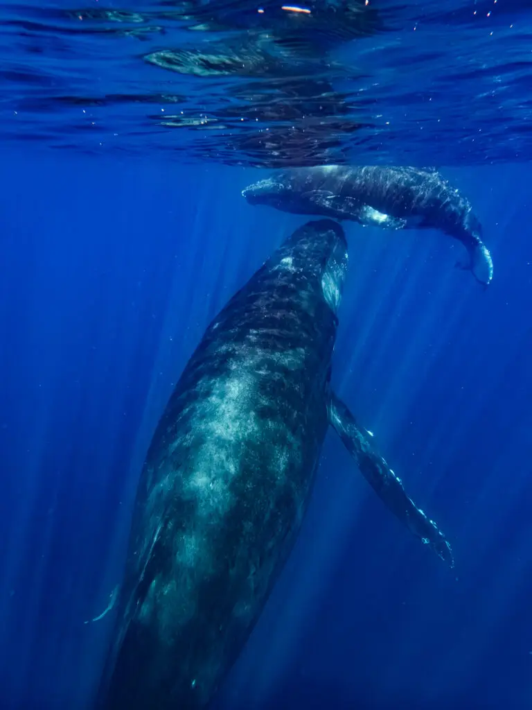 nager avec les baleines